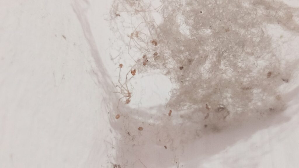 Ceiling Crack Repair Melbourne