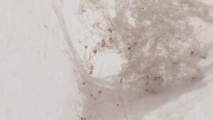 Ceiling Crack Repair Melbourne